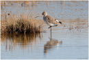 Black tailed godwit