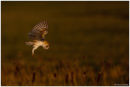 Barn owl