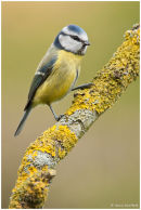 Blue tit