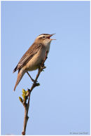Sedge warbler