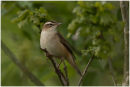 Sedge warbler