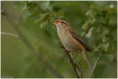 Sedge warbler