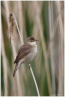 Reed warbler