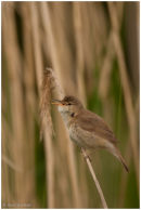 Reed warbler in song