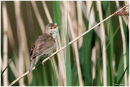 Reed warbler singing