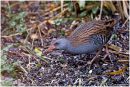 Water rail