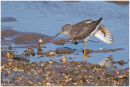 Redshank stretch