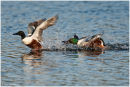 Shoveler ducks in pursuit