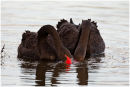 Black swans