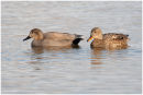 Gadwalls (male and female)