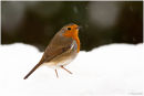 Robin in the snow