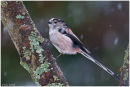 Long tailed tit