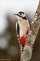 Great spotted woodpecker