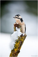 Great spotted woodpecker