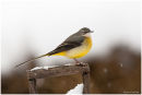 Grey wagtail