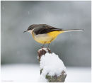 Grey wagtail
