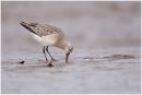 Bar tailed godwit feeding