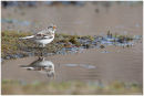 Snow bunting reflection