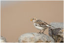 Snow bunting portrait