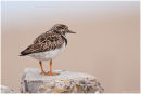 Turnstone portrait