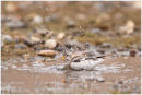 Snow bunting bathing