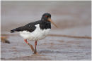 Oystercatcher feeding on the shore