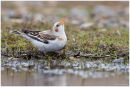 Snow bunting drinking