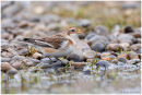 Snow bunting