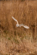 Barn owl in flight