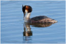 Great crested grebe
