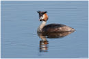 Great crested grebe
