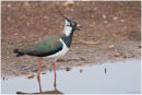 Lapwing