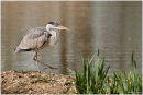 Grey heron walking