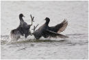 Coot fight