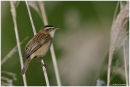 Sedge warbler in song