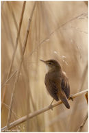 Reed warbler