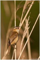 Sedge warbler