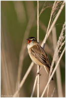 Sedge warbler