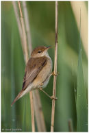 Reed warbler