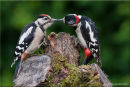 Great spotted woodpecker feeding young