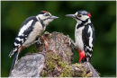 Great spotted woodpeckers