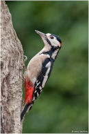 Woodpeckers