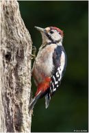 Great spotted woodpecker