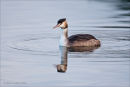 Great crested grebe