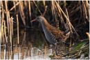 Water rail