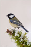Great tit