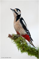 Great spotted woodpecker