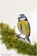Blue tit