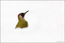 Green woodpecker in the snow