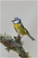 Blue tit